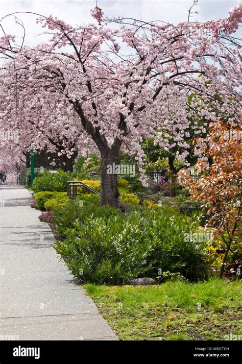 Flowering Yoshino Cherry Tree Akebono Prunus Yedoensis In A Greater