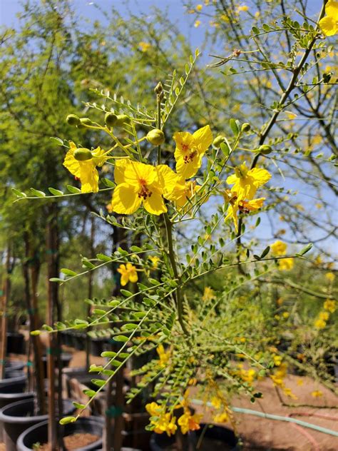 Desert Museum Palo Verde Cercidium X Sp Desert Museum Treeland