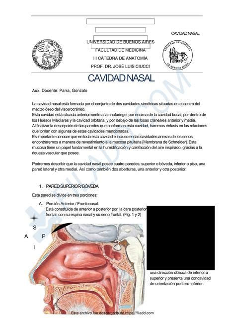 Cavidad Nasal Cynthia Carrizo Udocz