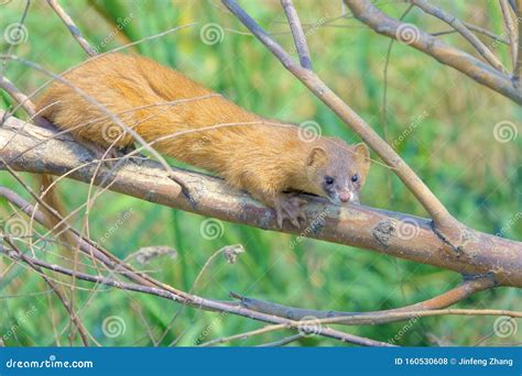 Yellow Weasel Stock Photo Image Of Mamal Animals Wildilfe 160530608