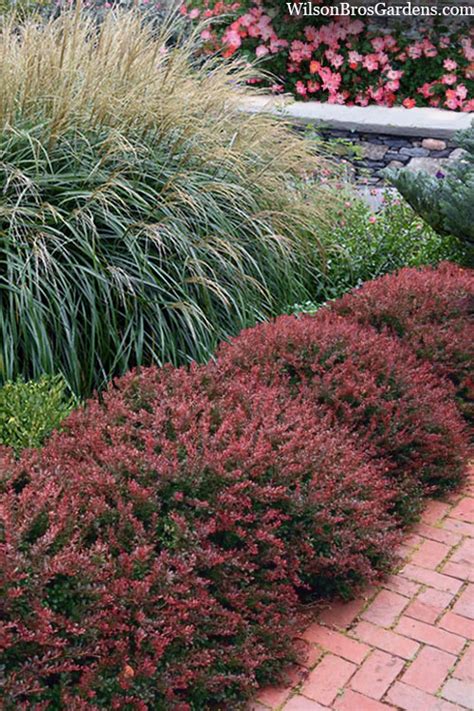 Buy Crimson Pygmy Dwarf Barberry Free Shipping Wilson Bros Gardens