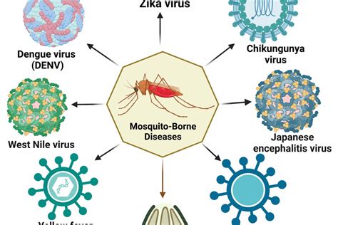 The Rise of Deadly Mosquito-Borne Diseases — Precision Vaccinations News