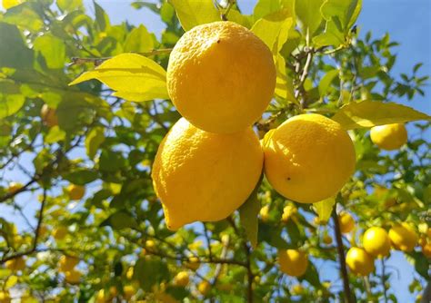 Uzbekistan prepares to import lemons to meet high demand • EastFruit