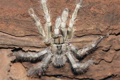 Tarantula Migration Everything You Need To Know A Z Animals