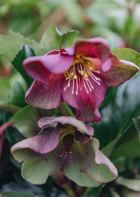Helleborus Ice N Roses Red | Burford Garden Co.