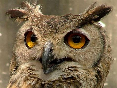 Wildlife In Pakistan Photo Albums Summitpost