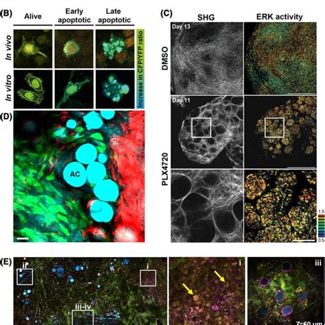 Translational Potential Of Intravital Multiphoton Microscopy Iv‐mpm Download Scientific