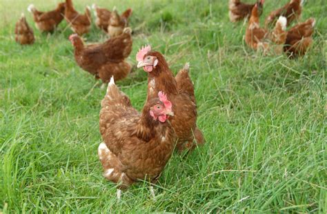 Comment Lever Des Poules Pondeuses Dans Son Jardin