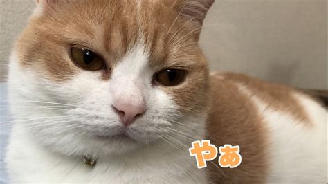 呼んでも来ない癖に気がついたら顔面近すぎな猫ww Youtube