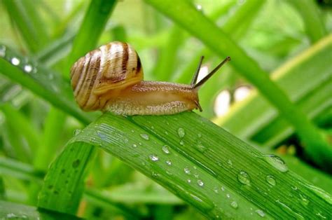 C Mo Eliminar Babosas Y Caracoles De Las Plantas Con Remedios Caseros