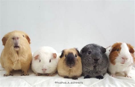 Pin De Stef Stef Em Guinea Pigs Bichinhos Fofos Animais Fofos