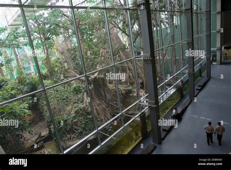 El Bosc Inundat The Flooded Forest An Indoor Amazonian Forest