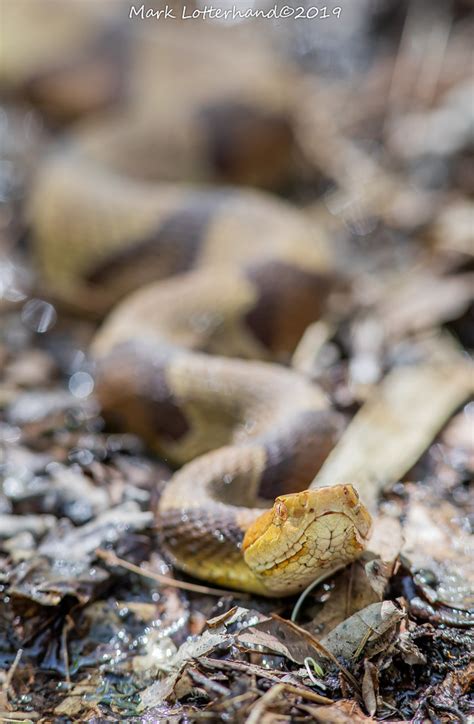 Southern Copperhead Great Dismal Swamp Virginia Mark Lotterhand