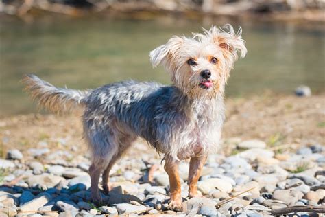 Morkie Breed Information, Characteristics & Heath Problems | DogZone.com