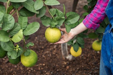 Woman Harvesting a Lemon from the Tree Stock Image - Image of greenhouse, fresh: 137106959