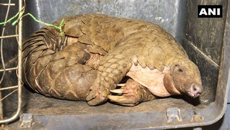 Ani On Twitter Odisha Stf Arrested One Person Seized A Pangolin