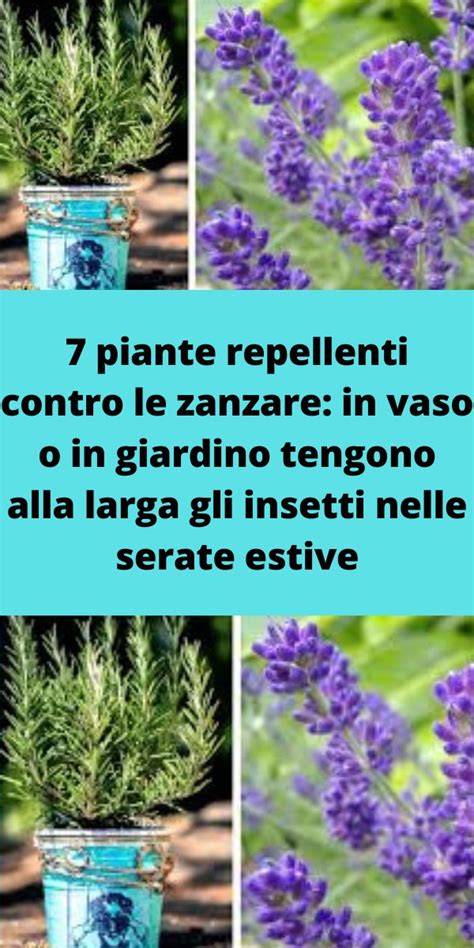 Piante Repellenti Contro Le Zanzare In Vaso O In Giardino Tengono