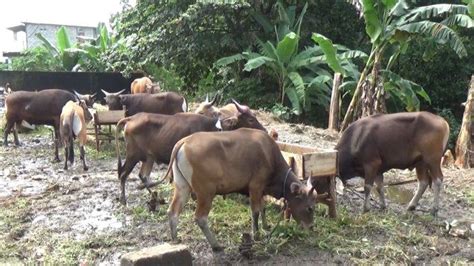 Jelang Lebaran Idul Adha Lapak Hewan Kurban Dadakan Mulai