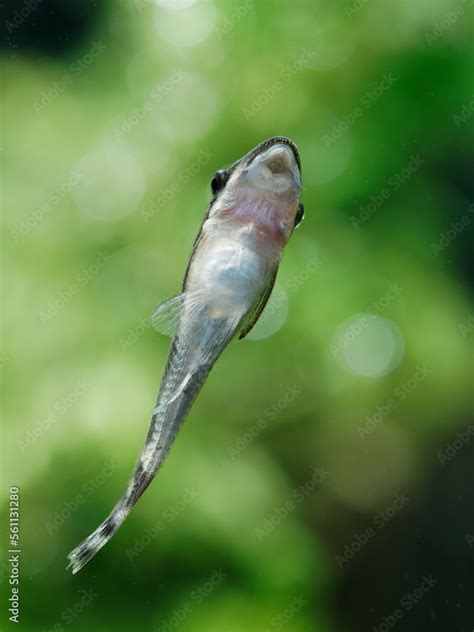 Otocinclus catfish dwarf suckermouth attached to aquarium glass ...