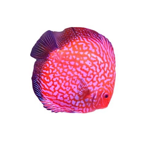 visual sea clipart png vector psd  clipart  transparent