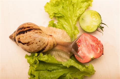 Grande Caracol Achatina Come Folha De Alface Vegetarianismo Bem Estar