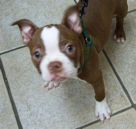 red boston terrier - Google Search | Red boston terriers, Boston ...