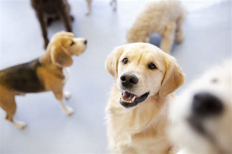 12 Benefits Of Dog Daycare Orlando Vets