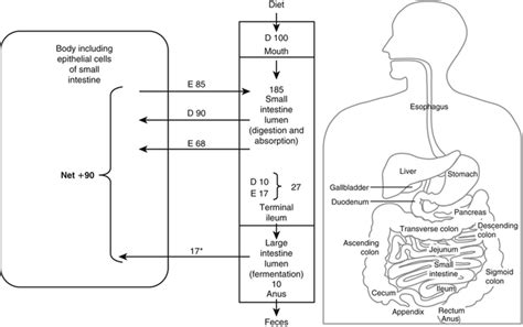 Digestion And Absorption Of Protein Basicmedical Key