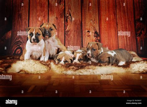 Which Dogs Are In The Terrier Group