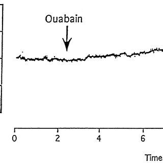 Representative membrane potential depolarization as a result of a ...