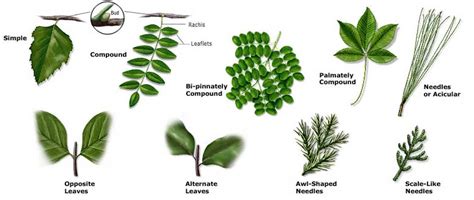 Pata Leaf Identifier