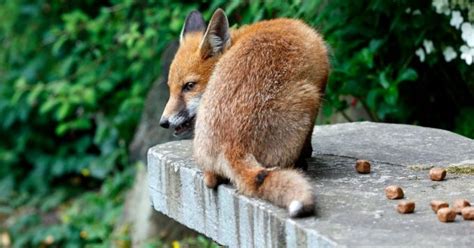 Cette astuce pour éloigner définitivement les renards de votre jardin