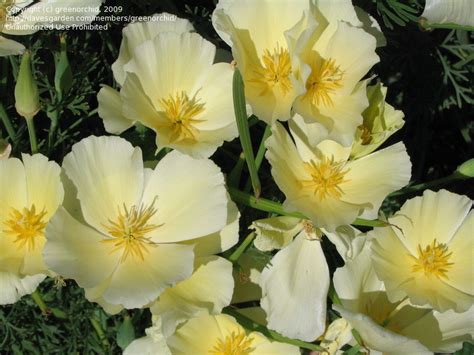 Plantfiles Pictures Eschscholzia California Poppy White Linen