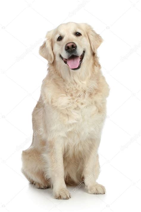 Golden Retriever Dog — Stock Photo © Fotojagodka 4193142