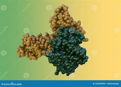 Modelo Molecular De Relleno Espacial De Hormona De Crecimiento Humano Renderizado Con Cadenas