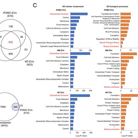 Proteomic Profiling Of Myocyte Derived Evs A Venn Diagram Showing