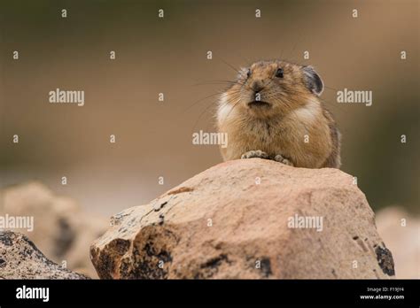 American Pika On Rock Uinta Hi Res Stock Photography And Images Alamy