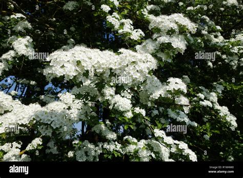 White Hawthorn In Blossom In England Uk 2018 Stock Photo Alamy
