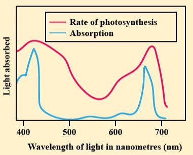 Action Spectrum Of Photosynthesis