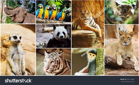 Different Animals Collage Zoo Stock Photo 374712898 | Shutterstock