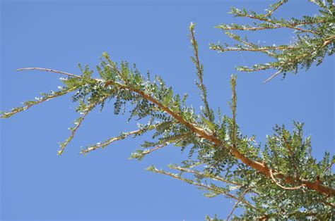 Boswellia socotrana - Изображение особи - Плантариум