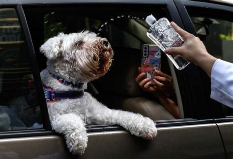 Hoy se celebra el Día Mundial de Bendecir a los Animales En qué