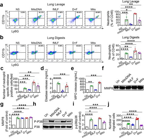 Neutrophils Activated By Mitodna And Fmlf Mitochondria And Mitodna