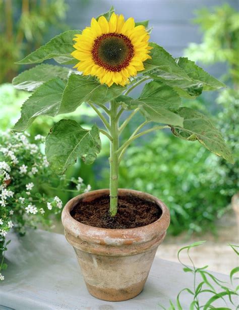 Girasol Caracter Sticas Propiedades Cuidado Cultivo Y M S Carte