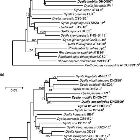 Phylogenetic Trees Based On The Concatenated Nucleotide A And The