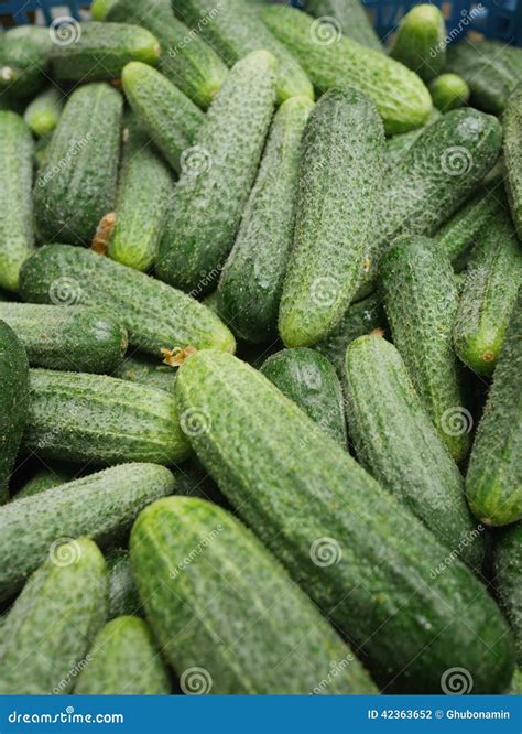 Gherkin Stock Photo Image Of Health Crunch Groceries 42363652