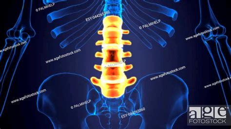 The Vertebral Column Also Known As The Backbone Or Spine Is Part Of