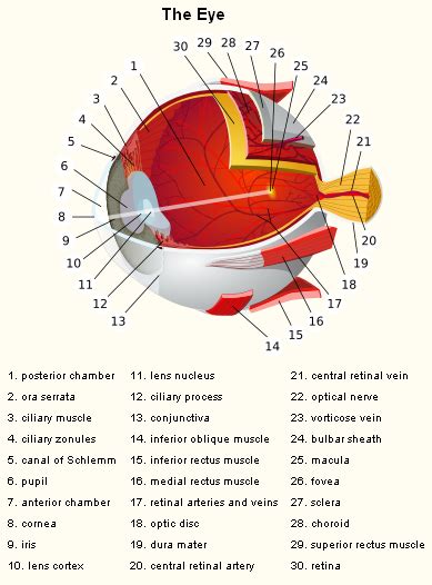 Eye Anatomy Chart Minga