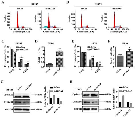 TROAP Silencing Leads To Cell Cycle Arrest At S Phase In The DU145 And