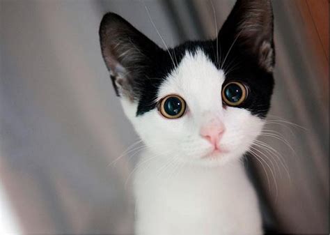 30 Most Adorable and Cutest Cat Photos Collection - Vote for The Cutest Cat